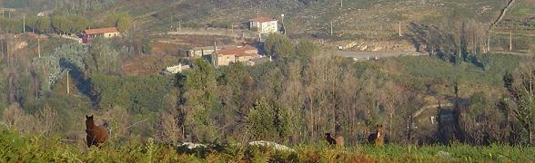 Cabalos no monte de Abalo